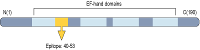 Anti-NCS1 Antibody