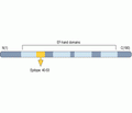 NCS1 Blocking Peptide