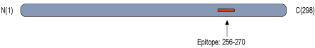 Anti-CaBP1 Antibody