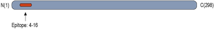 Anti-CaBP2 Antibody