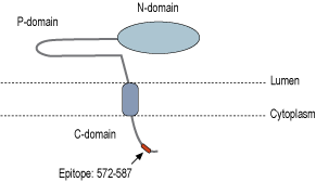 Anti-Calnexin-ATTO Fluor-594 Antibody