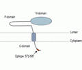 Calnexin Blocking Peptide