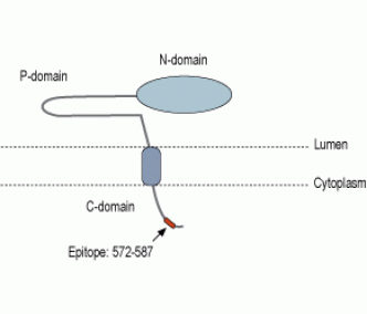 Calnexin Blocking Peptide