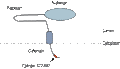 Anti-Calnexin Antibody