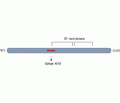 IBA1/AIF1 Blocking Peptide