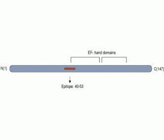 IBA1/AIF1 Blocking Peptide