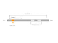 Anti-Nucleobindin-2/Nesfatin-1 Antibody