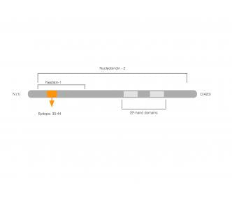Nucleobindin-2/Nesfatin-1 Blocking Peptide