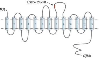 Anti-Choline Transporter (SLC5A7) (extracellular) Antibody