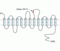 Choline Transporter/SLC5A7 (extracellular) Blocking Peptide