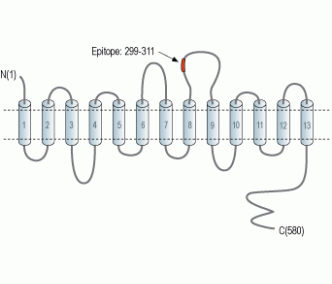 Choline Transporter/SLC5A7 (extracellular) Blocking Peptide