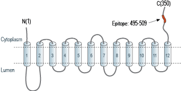Anti-Vesicular Acetylcholine Transporter (VAChT) Antibody