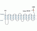 Vesicular Acetylcholine Transporter/VACHT Blocking Peptide