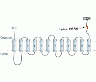 Vesicular Acetylcholine Transporter/VACHT Blocking Peptide