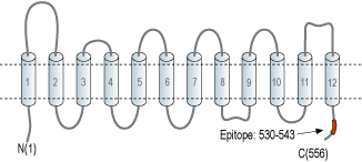 Anti-SLC22A1 Antibody