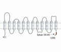 SLC22A1 Blocking Peptide