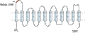 Anti-SLC22A3 (extracellular) Antibody