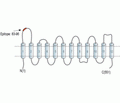 SLC22A3 (extracellular) Blocking Peptide