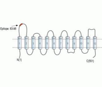 SLC22A3 (extracellular) Blocking Peptide
