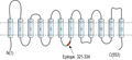 Anti-SLC22A2 (OCT2) Antibody