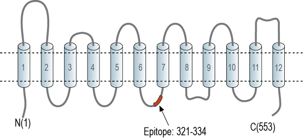 Anti-SLC22A2 (OCT2) Antibody