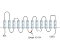 SLC22A2 (OCT2) Blocking Peptide