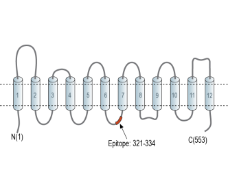 SLC22A2 (OCT2) Blocking Peptide