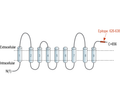 CTL1 (SLC44A1) (extracellular) Blocking Peptide