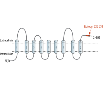 CTL1 (SLC44A1) (extracellular) Blocking Peptide