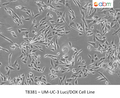 ADCK2 CRISPR Knockout 293T Cell Line | Applied Biological Materials (abm)
