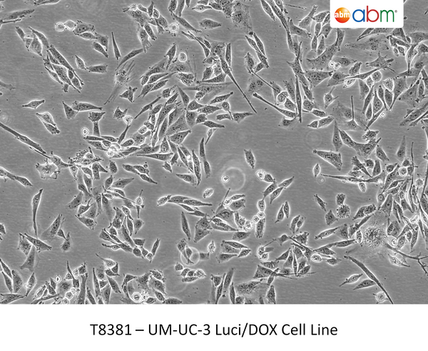 ADCK2 CRISPR Knockout 293T Cell Line | Applied Biological Materials (abm)