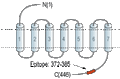 Guinea pig Anti-D1 Dopamine Receptor Antibody