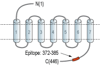 Guinea pig Anti-D1 Dopamine Receptor Antibody