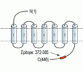 D1 Dopamine Receptor Blocking Peptide