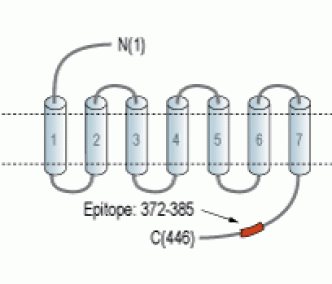 D1 Dopamine Receptor Blocking Peptide
