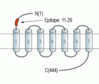 D2 Dopamine Receptor (extracellular) Blocking Peptide