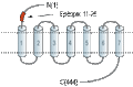 Anti-D2 Dopamine Receptor (extracellular) Antibody