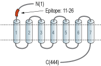 Anti-D2 Dopamine Receptor (extracellular) Antibody