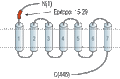 Anti-D3 Dopamine Receptor (extracellular) Antibody