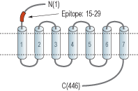 Anti-D3 Dopamine Receptor (extracellular) Antibody