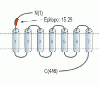 D3 Dopamine Receptor (extracellular) Blocking Peptide