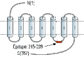 Anti-D4 Dopamine Receptor Antibody