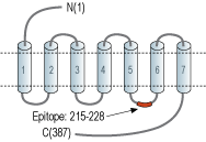 Anti-D4 Dopamine Receptor Antibody