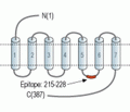D4 Dopamine Receptor Blocking Peptide