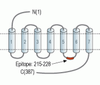 D4 Dopamine Receptor Blocking Peptide