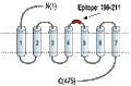 Anti-D5 Dopamine Receptor (extracellular) Antibody