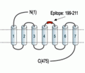 D5 Dopamine Receptor (extracellular) Blocking Peptide