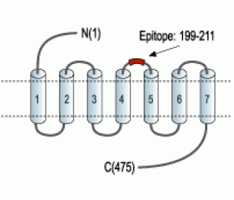 D5 Dopamine Receptor (extracellular) Blocking Peptide