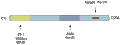 Anti-DARPP32 Antibody