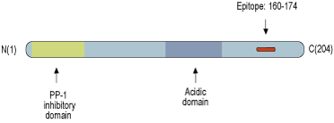 Anti-DARPP32 Antibody